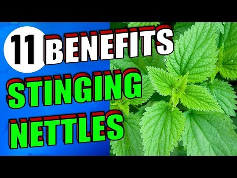 11 Remarkable Stinging Nettle Benefits For Hair, Body, Skin & Gout