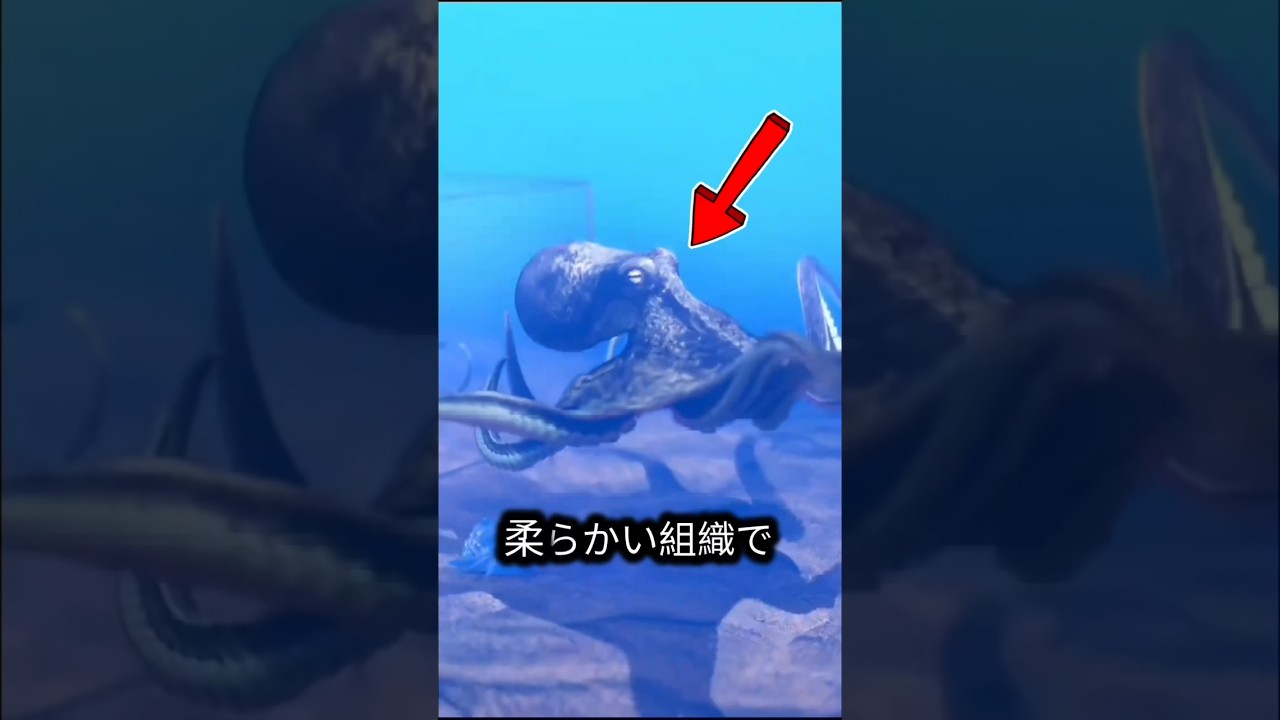 タコのクチバシが入ればすべて通れるのか？