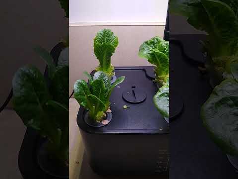 Hydroponic System Update 7