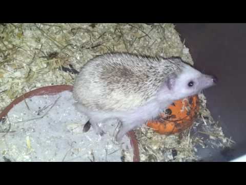 My pinto white belly hedgehog