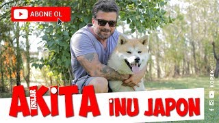 Köpek Irkları - Japon Akita İnu