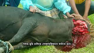 গরুর চামড়া ছাড়ানো