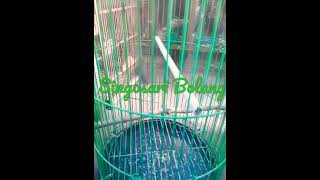 Download lagu hasil mikat dapat burung cemlir mp3