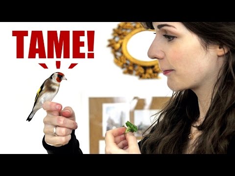 , title : 'How To Tame Your Bird, Step by Step – Canary & Goldfinch'