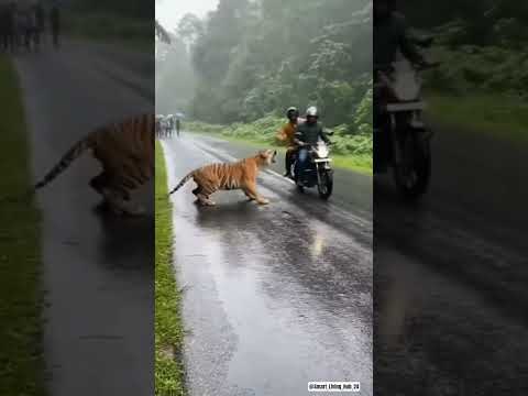 Sudden Tiger Encounter Deep in Jungle !  #tiger #encounter #jungle #ai #sora