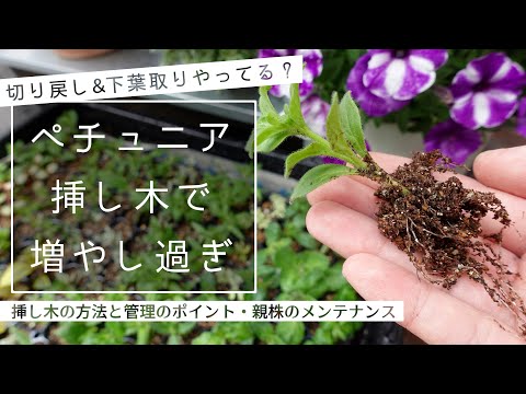 水中のフクシアから挿し木を取る方法は？ 5 つの簡単なステップ + サポートビデオ  庭園