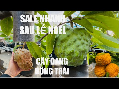 Em Flash Sale After X-Mas tt1093