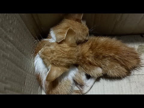 RESCUE TWO KITTEN SIBLINGS ABANDONED BY THEIR MOTHER AND NO ONE CARES FOR THEM PART 1