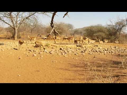 Hunting Impala in South Africa!