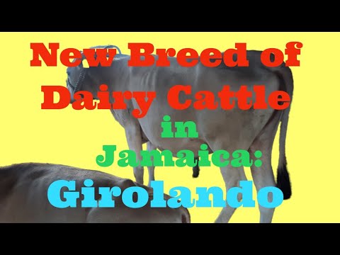 , title : 'New Dairy Breed of Cattle in Jamaica: GIROLANDO'