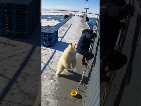 Polar Bear bursts onto the ice pier, blocking the only ladder back #polarbear
