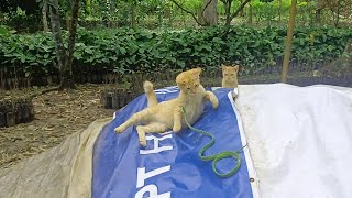 Download lagu STRATEGI JITU SI KUCING OREN MEREDAM SERANGAN GANAS ULAR POHON  mp3