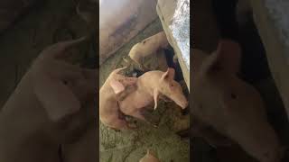 How pigs mate (animal sexx video)