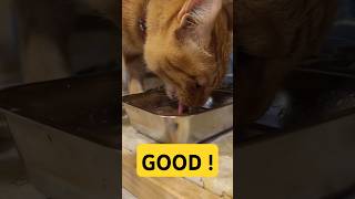 2026/4/28_60 貪吃SV #橘ひなの #橘貓 #橘猫 #貓咪日常 #cat #cute
