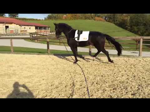 3 Jähriger Wallach (v. Fürstenball/Diamond Hit)
