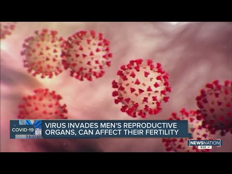 COVID-19 invades men's reproductive organs, can affect their fertility