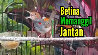 Download lagu MASTERAN PRENJAK BETINA Gacor Istimewa Memanggil PRENJAK JANTAN, Cocok juga buat PANCINGAN. mp3 Download lagu MASTERAN PRENJAK BETINA Gacor Istimewa Memanggil PRENJAK JANTAN, Cocok juga buat PANCINGAN. mp3