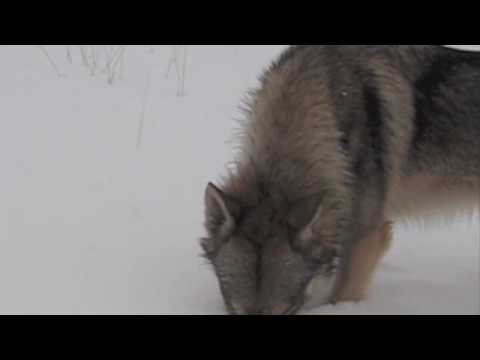 Wolves Wildlife Part Two