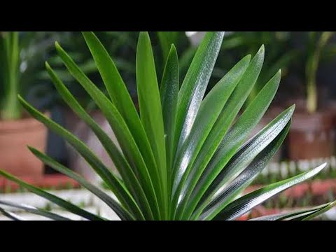 君子蘭風水