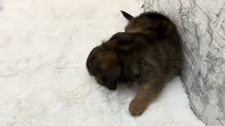 ハーフ犬の動画01