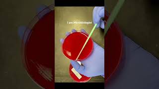 Agar plate streaking