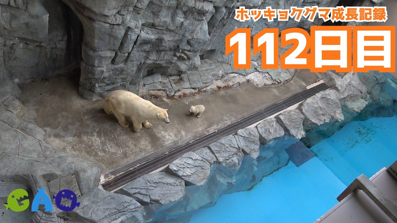 【112日目】ホッキョクグマ成長記録42　展示場に出る練習！【※まだ開館中は展示していません。ご注意ください。】