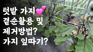 텃밭 가지