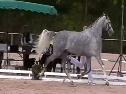 Ciarra v. Cristallo II / Campari M, Gesamtsiegerstute Springen Weilheilm/Teck