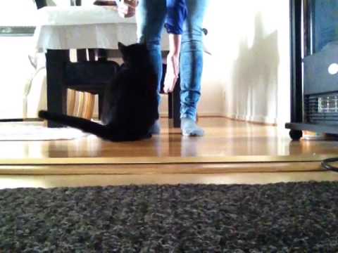 Cat does tricks