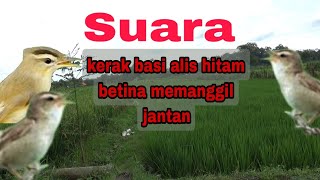 Download lagu SUARA KERAK BASI ALIS HITAM BETINA !! mp3 Download lagu SUARA KERAK BASI ALIS HITAM BETINA !! mp3