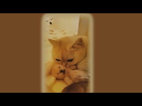 The best videos of beautiful cats