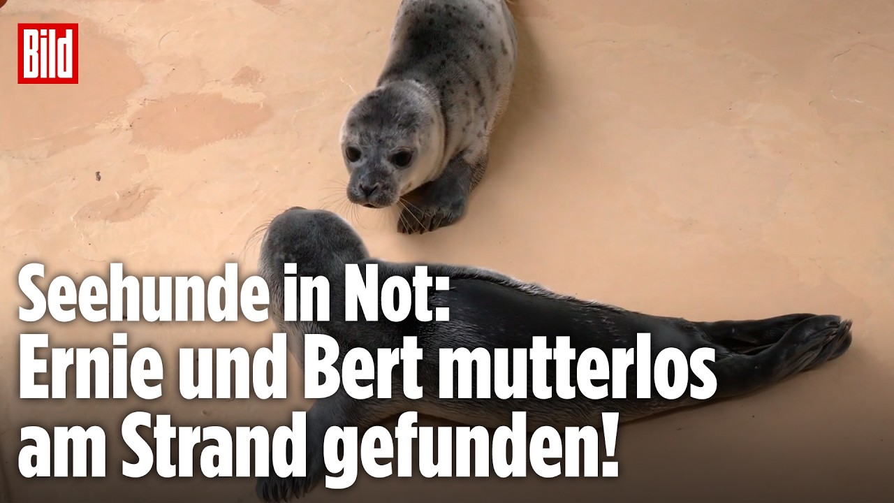 NORDSEE: Seehundbabys kämpfen sich zurück ins Leben