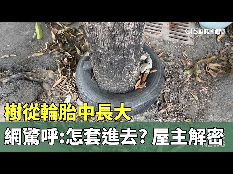 樹從輪胎中長大　網驚呼：怎套進去？屋主解密