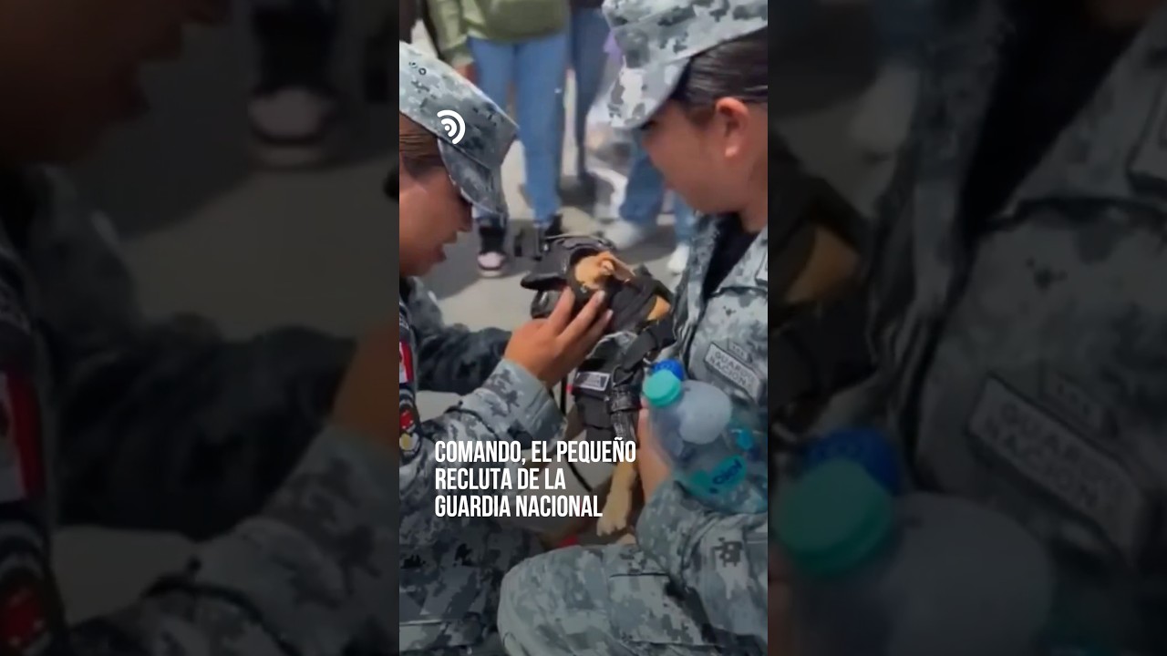 Comando se gana un lugar en la Guardia Nacional 🐶🐾