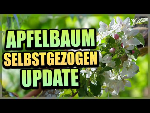 Apfelbäume aus Kernen selber ziehen