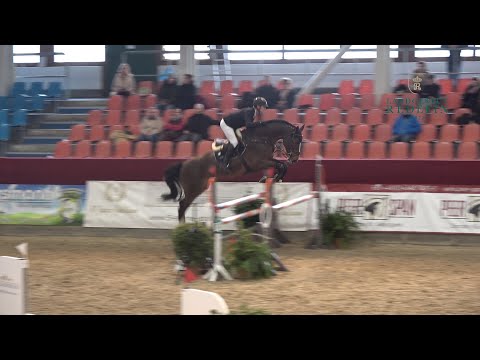 Tornado SH OLD, v. Toulon - Diamant de Semilly, OS Hengst, gekört * 2019