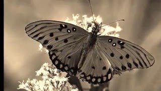 Franz Schubert Trio no. 2 opus 100 - andante con moto