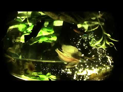 SVDBOY x WLFGVNG  -  Peaceful Honey Girl