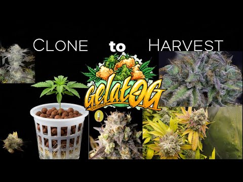 (Gelat-OG) from Seedsman in Deep Water Culture – See It GROW FAST!