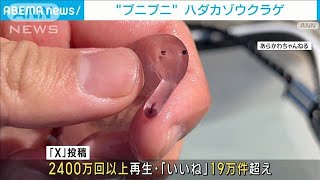 [問卦] 海裡撈起來的透明嚕嚕米能不能吃？