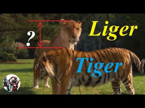 image-Is a liger stronger than a tiger and a lion?