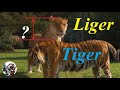 How big Liger is compare to lion and tiger.