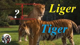 How big Liger is compare to lion and tiger