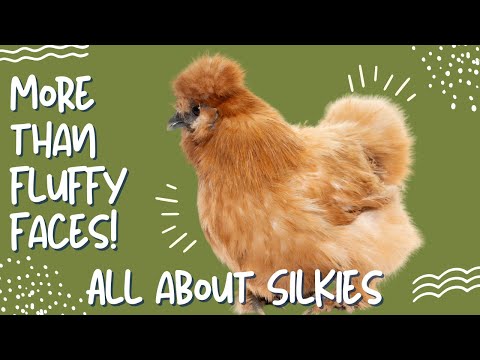 Silkie Chickens: The Cutest Chicken with a Rich History