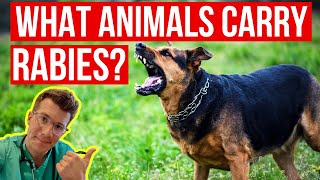 What animals carry RABIES How can I tell if an animal has rabies Doctor explains...