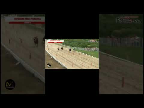 Segundo páreo classificatório XV Haras primavera