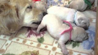 英国ゴールデンレトリバー 生後1週間 English Golden Retriever puppy 1Week Old
