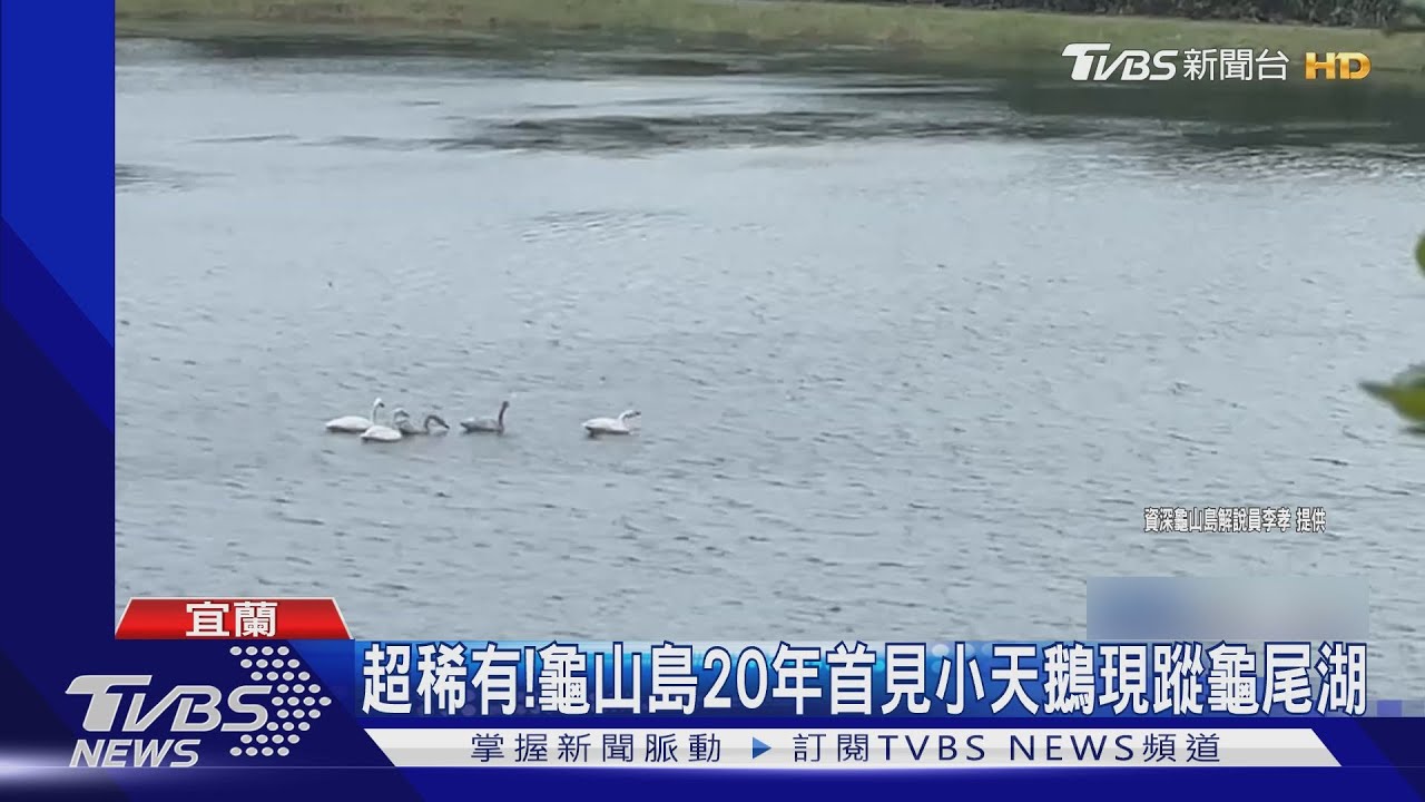 超稀有! 龜山島20年首見小天鵝現蹤龜尾湖