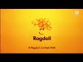 I Accidentally Ragdoll Limited