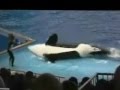 Killer Whale(Orca whale) funny circus show 